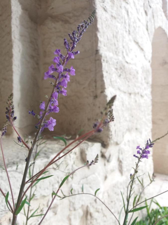 Trulli Di Puglia - Casa Vacanze In Valle D'Itria Martina Franca Exteriör bild